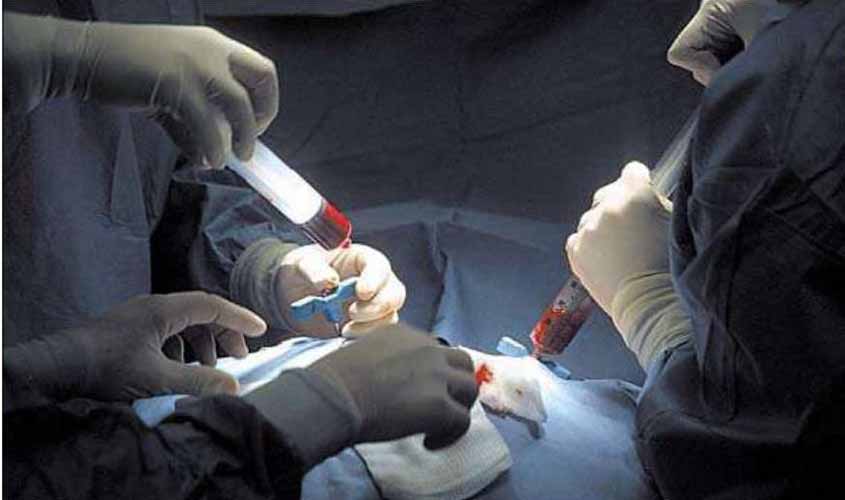 Transplante de medula óssea é a principal opção para cura de doenças graves do sangue