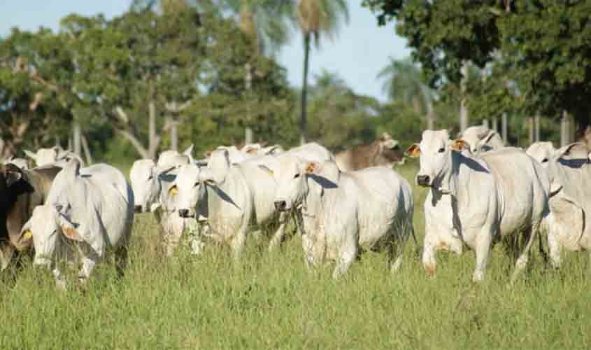 Pecuaristas de Rolim de Moura devem preencher o Guia de Indicadores da Pecuária Sustentável
