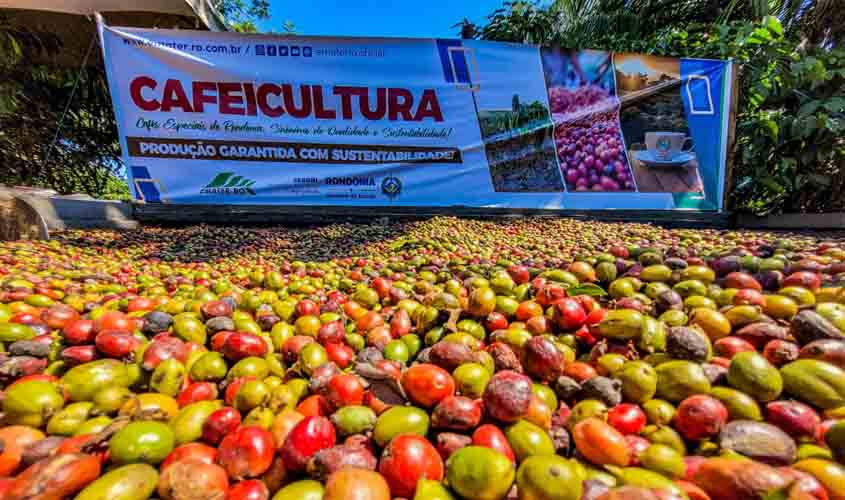 Municípios de Rondônia se destacam como grandes produtores de café