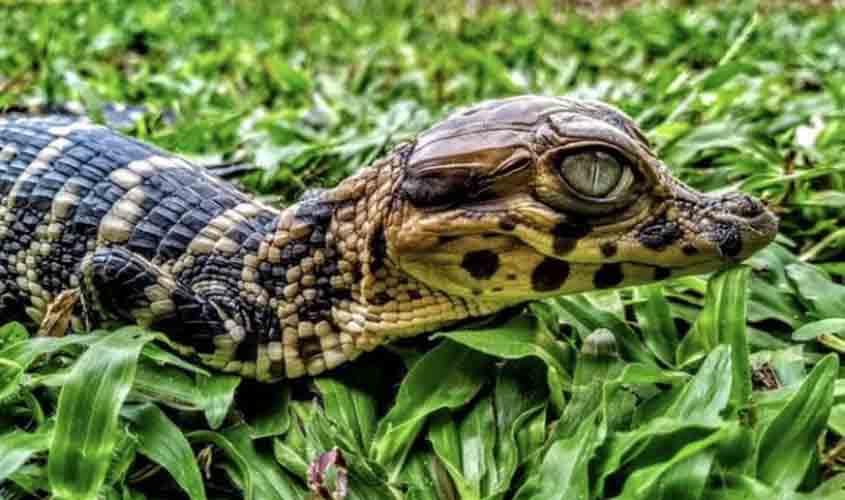 Projeto de conservação de crocodilianos na Resex Lago do Cuniã comemora 20 anos com publicação de estudos científicos