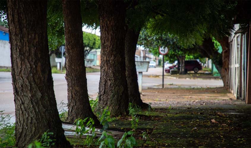Prefeitura cria regras para proteger aves na arborização urbana