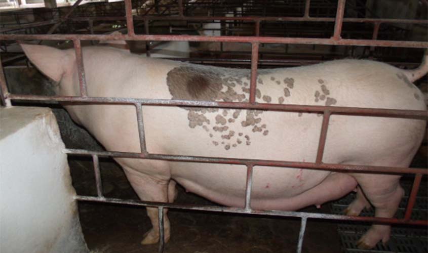 Idaron realiza monitoramento sorológico para prevenção da peste suína em Rondônia