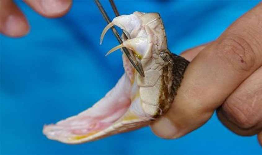 Fapero apoia a primeira patente de fármaco anti-leishmaniose e dispõe de R$ 1,4 milhão para pesquisas em saúde pública