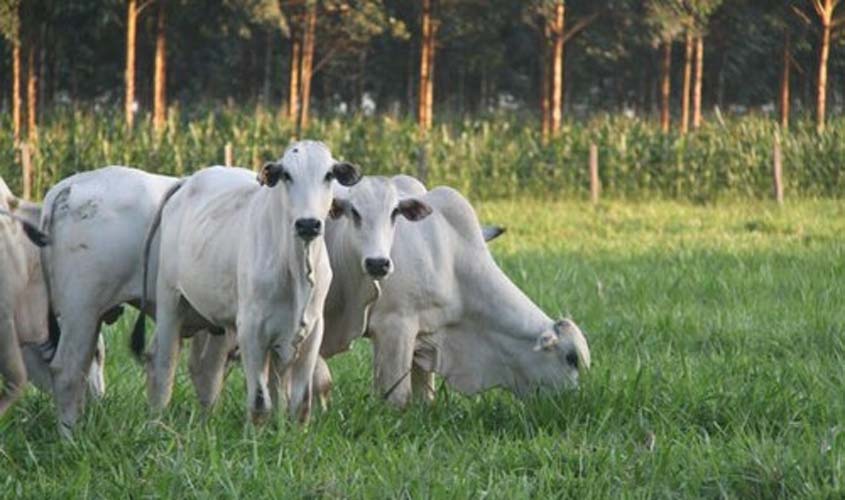 INDICADORES: preço do boi gordo inicia a terça-feira (28) com queda de 1,15%