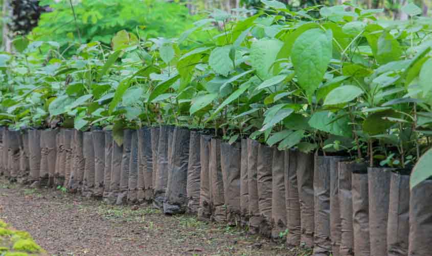 Sema distribui mudas de plantas gratuitamente no Hospital Cemetron em Porto Velho