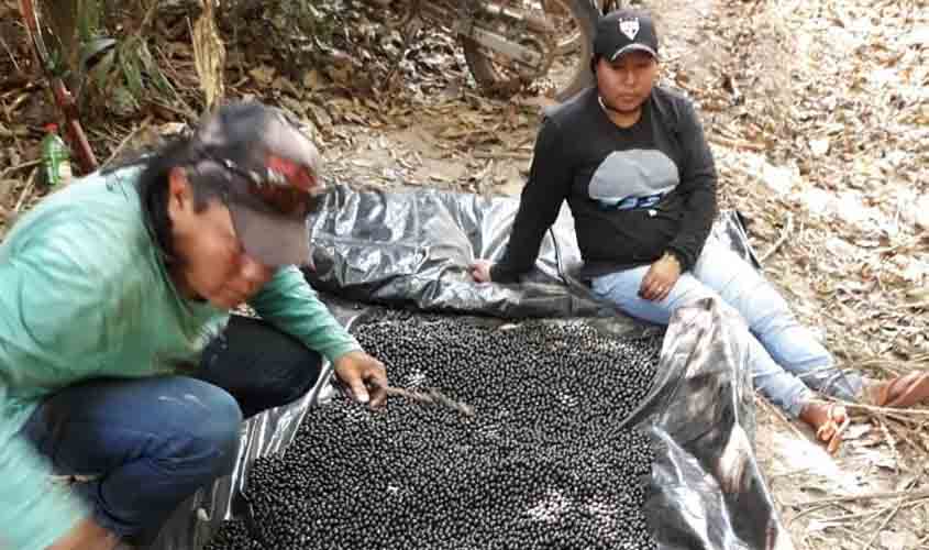Em Rondônia, aldeias das etnias Kwazá e Aikanã consolidam produção de açaí
