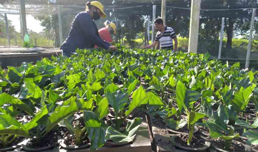 Por meio de parceria, Emater pretende implantar quatro milhões de mudas de café