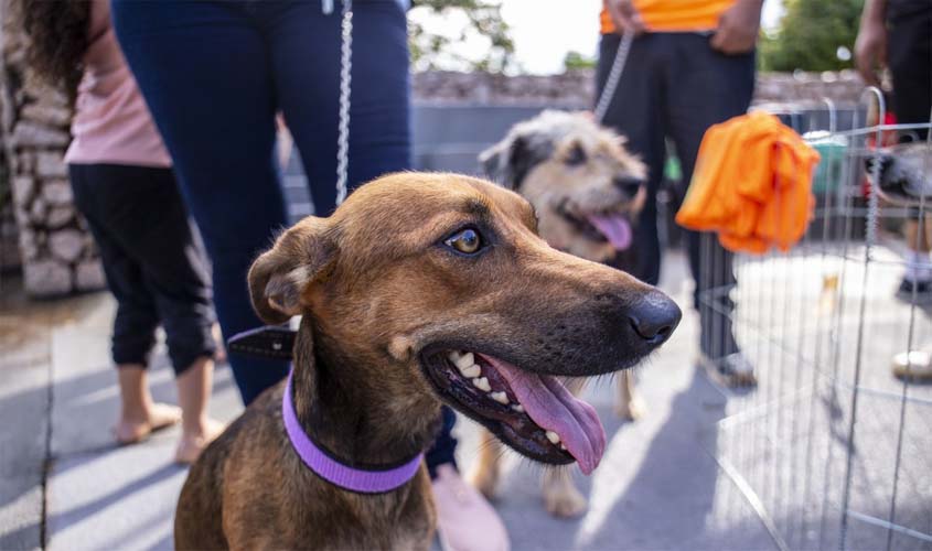 Município abre cadastro para protetores de animais