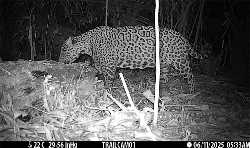Onça-pintada é flagrada em área de restauração na Floresta Nacional do Bom Futuro, em Porto Velho