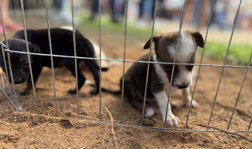 Feira de adoção de animais acontece domingo (2)