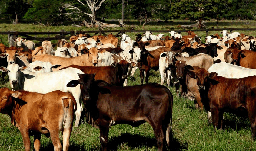O Agronegócio da Amazônia é poderoso concorrente. Eles nos querem fora!