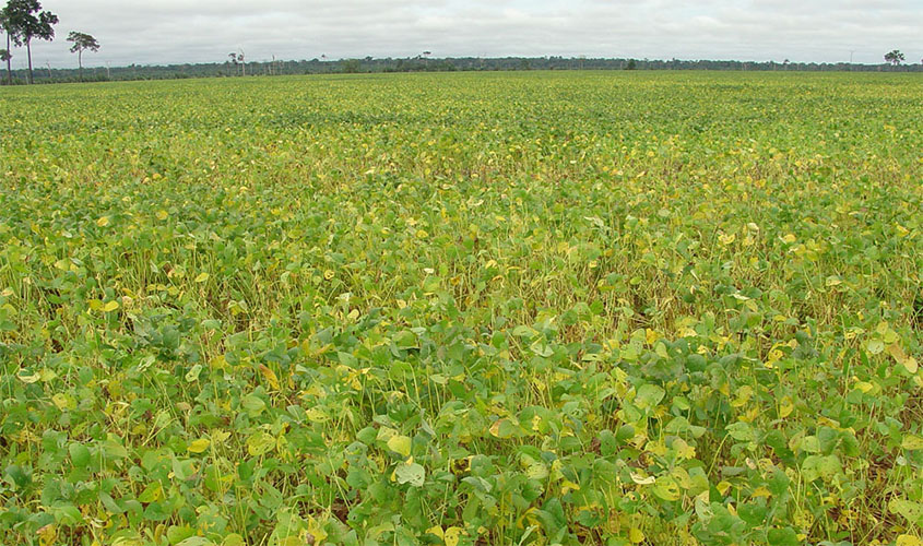 Valor Bruto da Produção em Rondônia deve atingir R$ 13 bilhões em 2020