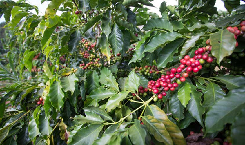 Semana começa (28) com alta no café