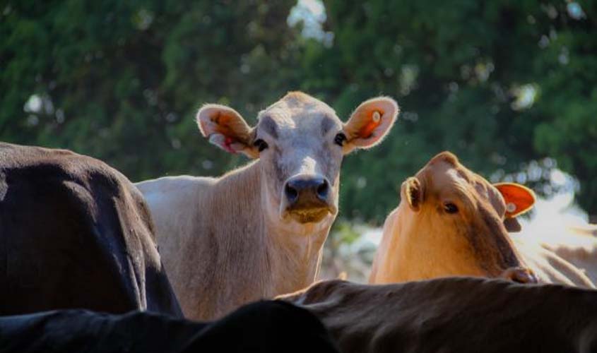 Segunda etapa da campanha de declaração de rebanhos em Rondônia tem início nesta quinta-feira, 1