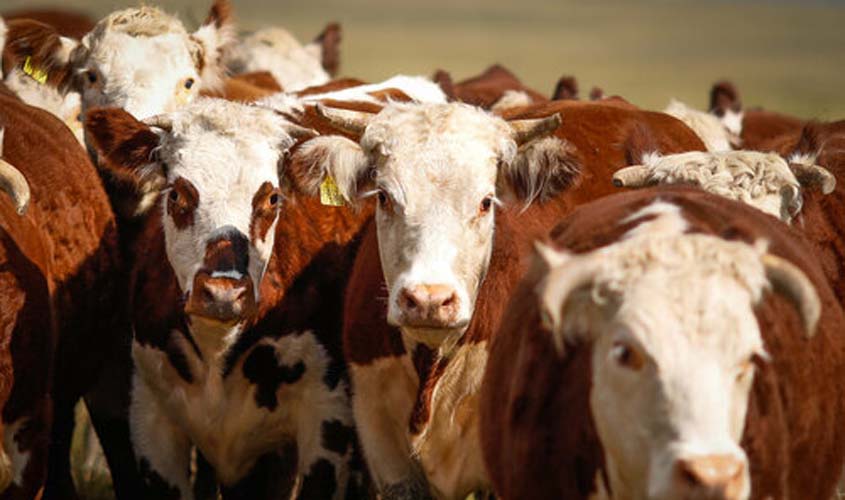 Segunda-feira (28) registra alta no boi gordo