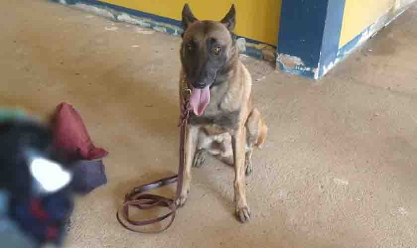 São Miguel do Guaporé: Policiais Militares apreendem 420g de drogas