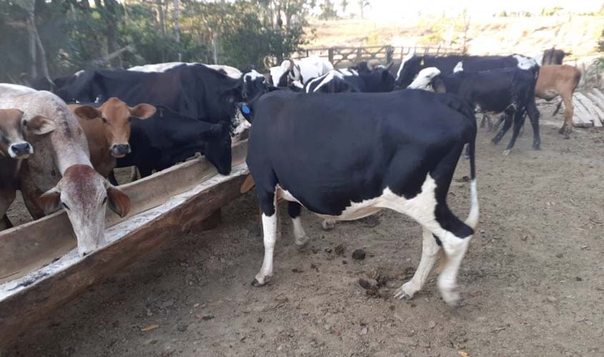 Porto Velho está em 1º lugar entre as capitais na produção de gado no Brasil