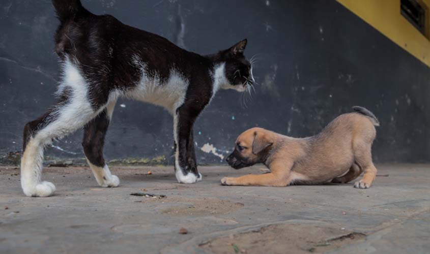 Vacinação de animais domésticos protege população da capital há quase 20 anos