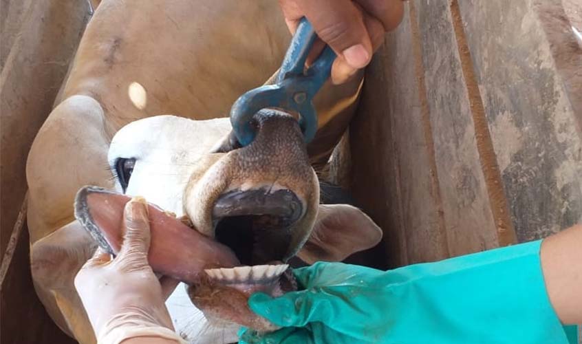 Descartada suspeita de febre aftosa em Nova Brasilândia D’Oeste
