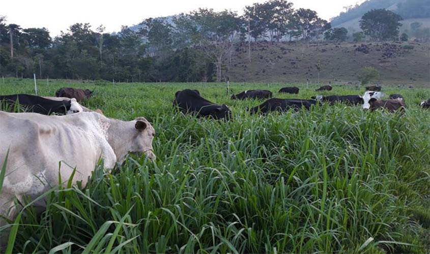 Produtividade leiteira em Ministro Andreazza prova sustentabilidade da pequena propriedade