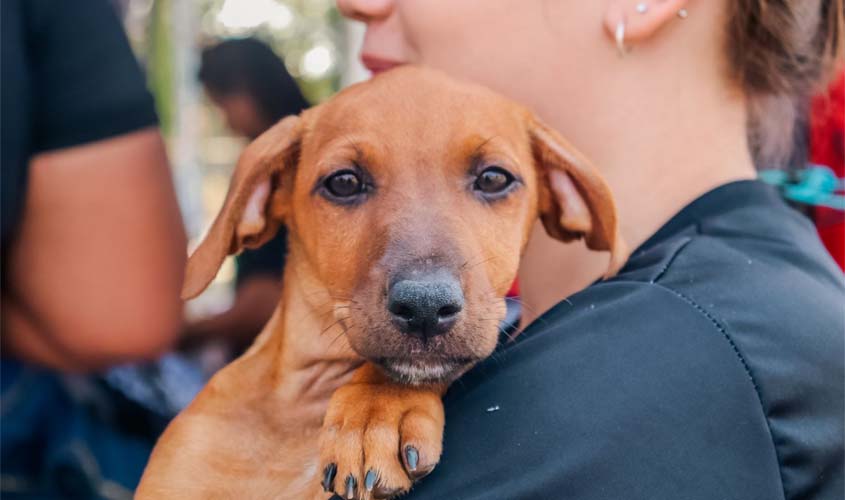 Prefeitura inaugura clínica veterinária gratuita na quarta (29)