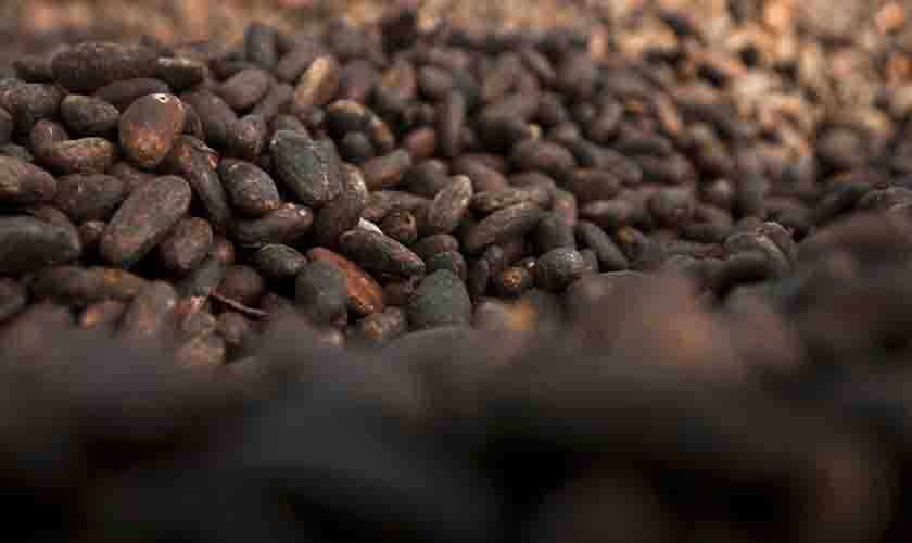 Com apoio técnico da Funai, indígenas Paiter Suruí investem em produção de chocolate artesanal