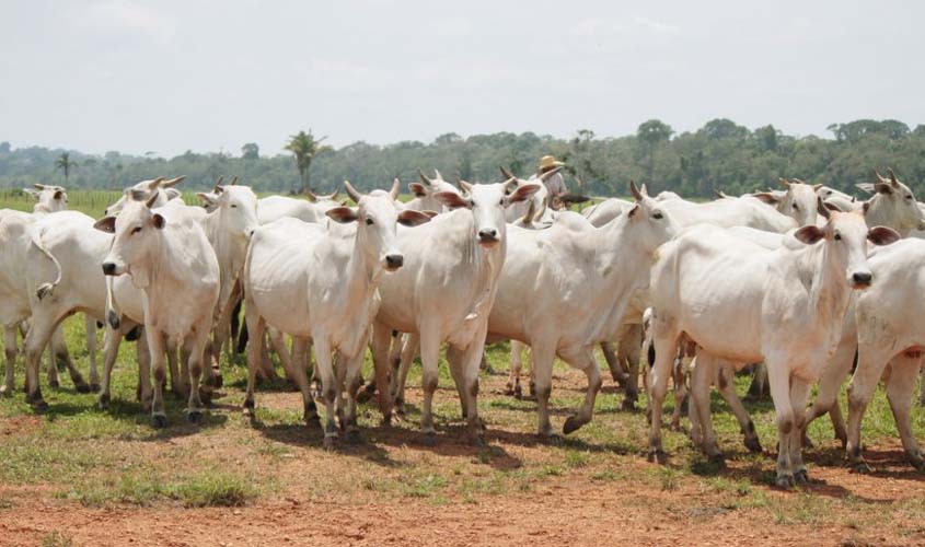 Investimentos do governo na Idaron reforça serviço de defesa sanitária das culturas produzidas em Rondônia