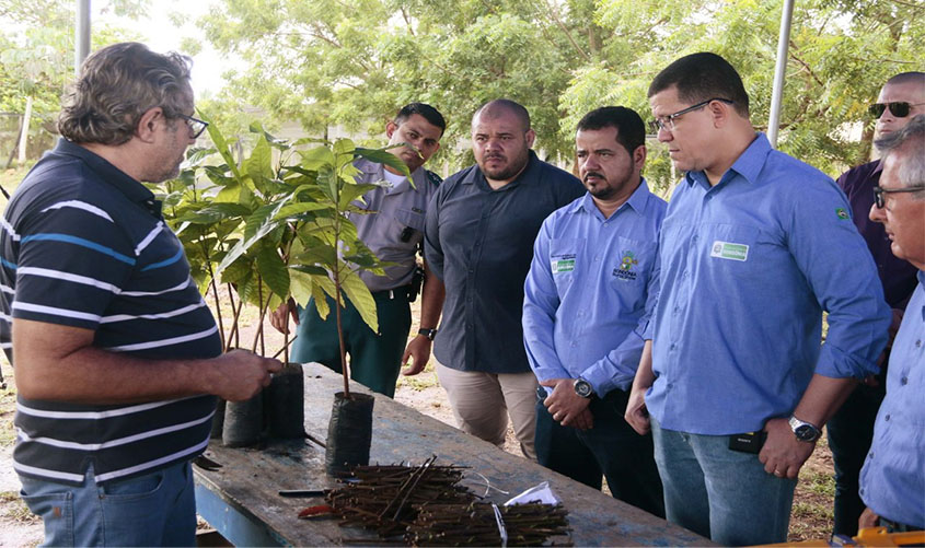 Treinamento de enxertia de clones de alta produtividade faz Rondônia avançar na revitalização do cacau aliada à ressocialização