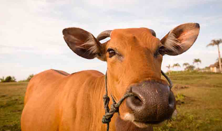 Arroba do boi gordo cai para R$ 325,20 nesta quarta-feira (29)