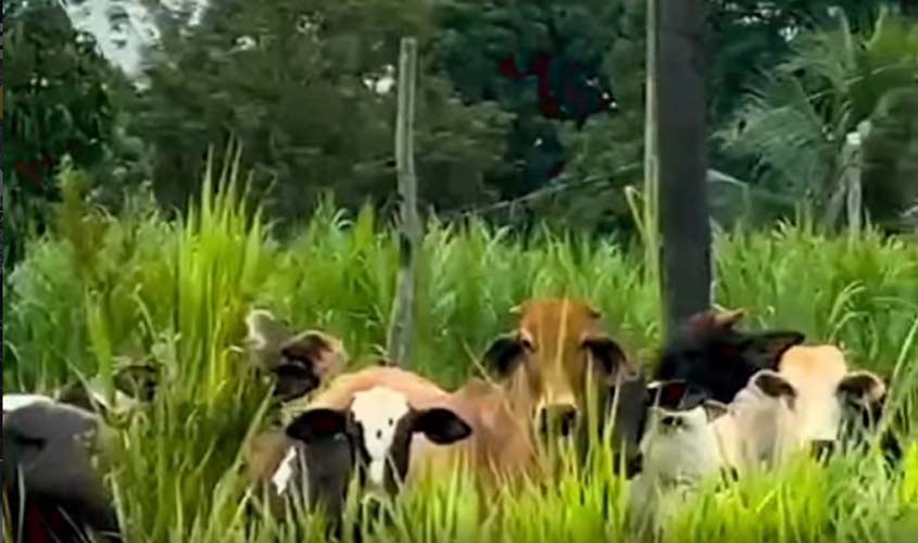 17 cabeças de gado furtadas são recuperadas em Cacoal