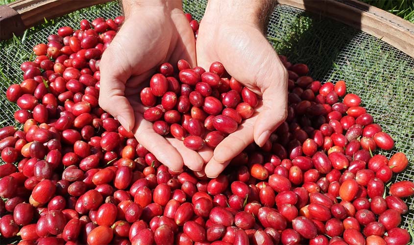 Produção de grãos em Rondônia na safra 2022/2023 deve alcançar 3,3 milhões de toneladas