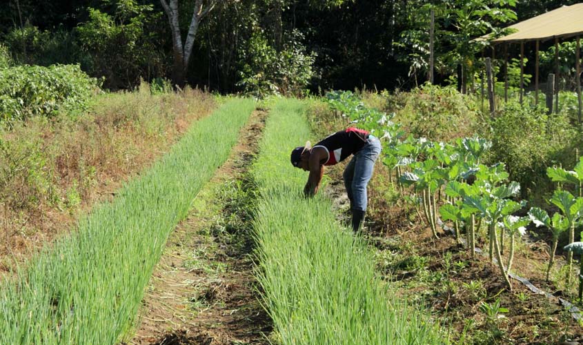 Agricultura familiar do setor chacareiro de Porto Velho tem alta produção de hortaliças