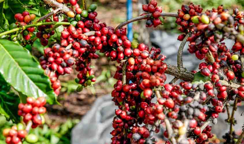 Governo de Rondônia vai acompanhar “in loco” atividades desenvolvidas por indústria de assistência a produtores