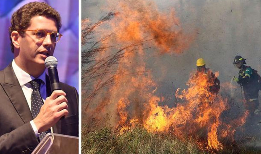 Os vira-latas e a questão ambiental