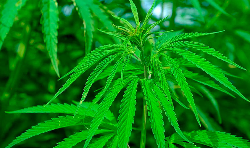 Justiça estadual deve decidir sobre salvo-conduto para plantio e porte de maconha para uso medicinal