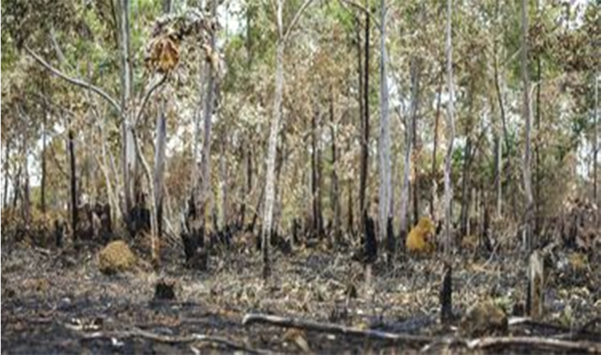 Governo suspende a prática de queimadas em todo o país por 60 dias
