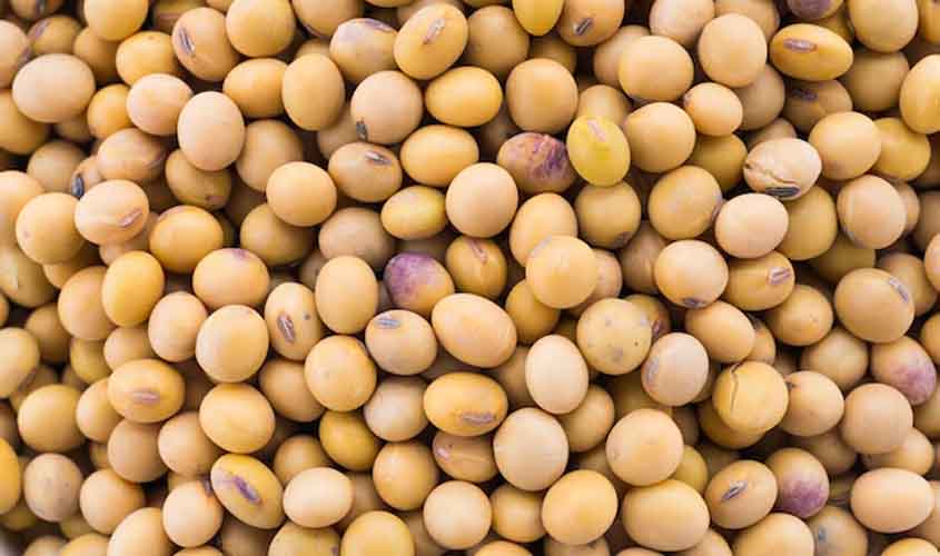 Soja e trigo: confira as projeções de preço para sexta-feira (29)