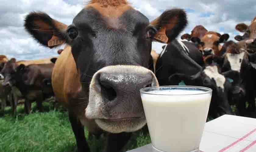 Rondônia cai duas posições na produção de leite
