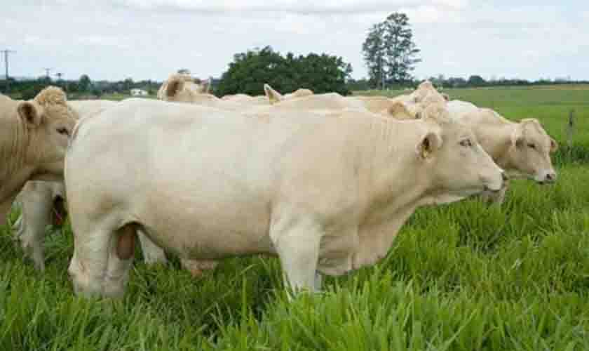16 municípios rondonienses estão entre os cem com os maiores rebanhos bovinos