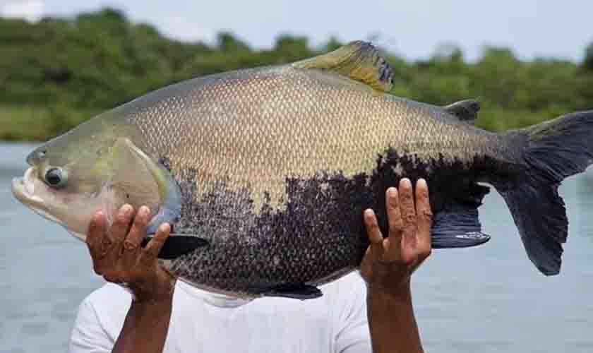 Quase 40% da produção brasileira de tambaqui está em Rondônia