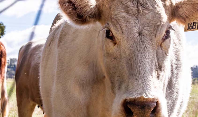 Boi gordo: cotações para esta segunda-feira (29)