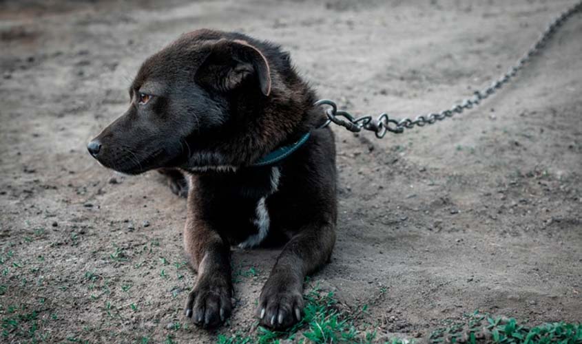 Prefeitura reforça denúncias contra maus-tratos a animais