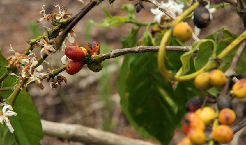 Indígenas de Rondônia se destacam na produção de café com sustentabilidade
