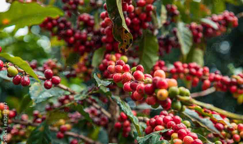 Café volta a ter alta