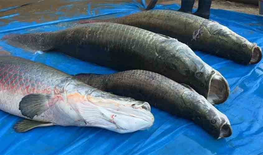 Projeto de manejo do Pirarucu fortalece a preservação ambiental e gera renda extra às comunidades tradicionais