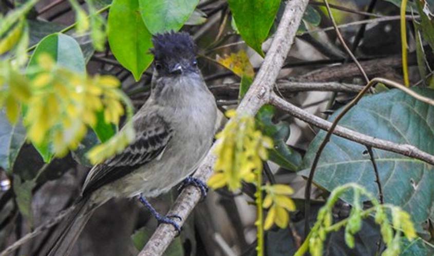 UCs federais aderem ao Big Day de observação de aves