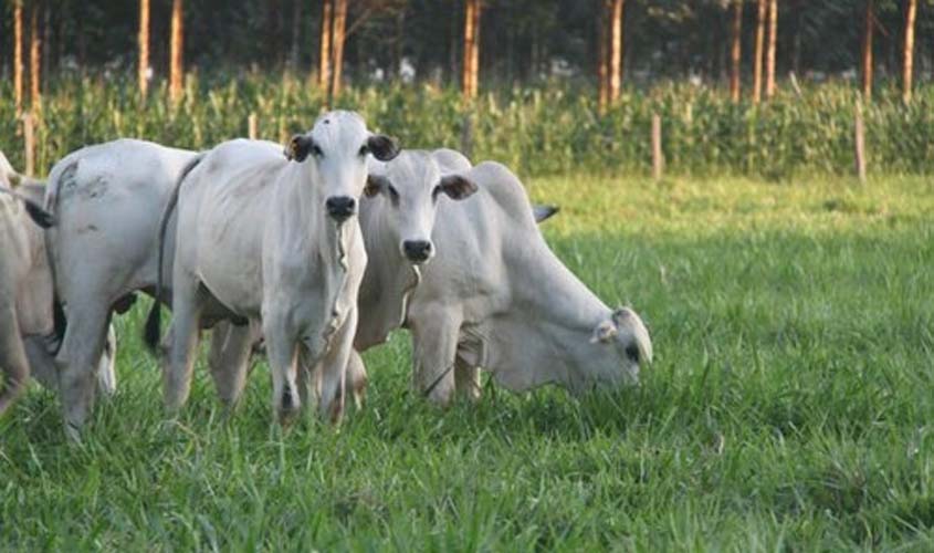 INDICADORES: Preço do boi gordo tem alta nesta quinta-feira (29)