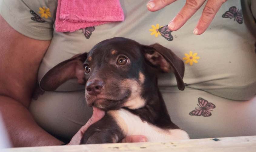 Dicas ajudam a amenizar os impactos auditivos dos fogos de artifício nos pets