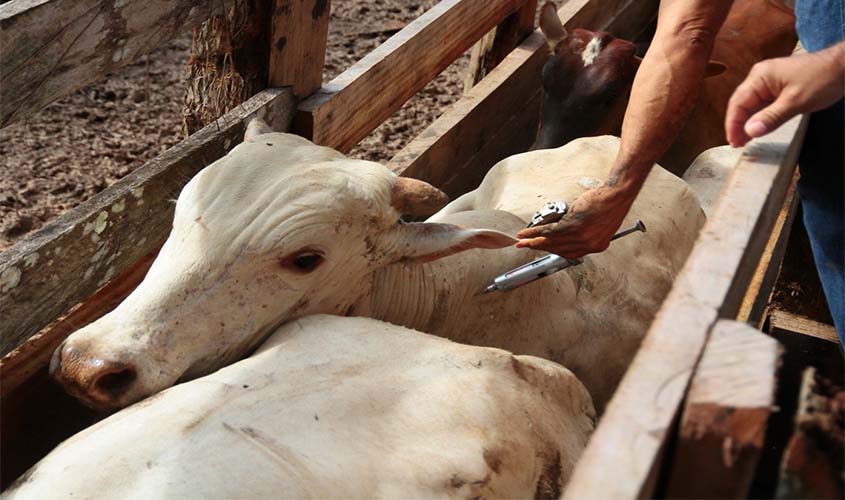 Notificação prévia de gado doente pode evitar prejuízos ao produtor rural