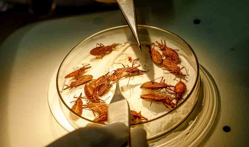 Combate à doença de Chagas é intensificado durante inverno amazônico em Rondônia